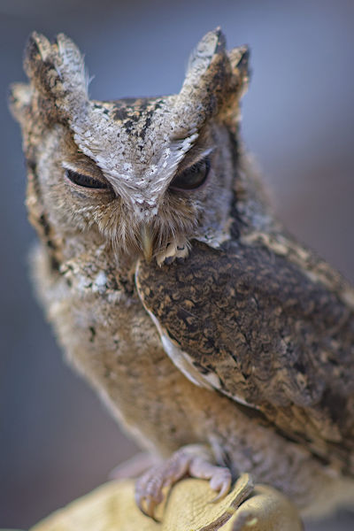 Winking owl