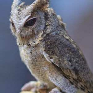 Owl #6