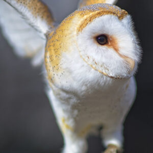 Barn Owl