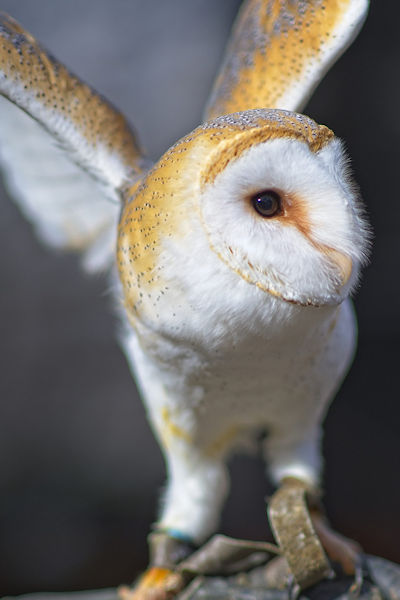 Barn Owl