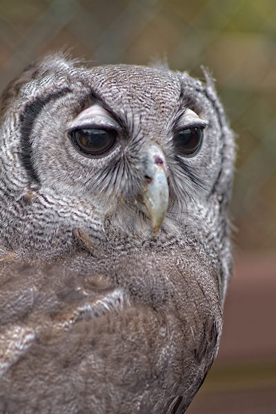 Owl #4