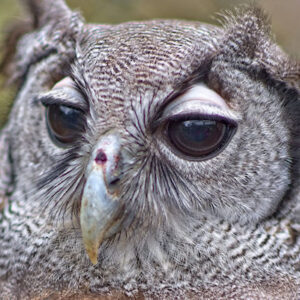 Owl #3