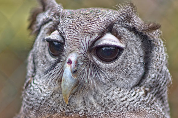 Owl #3