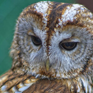 Owl #1