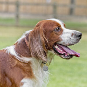 Irish Red & White Setter #3