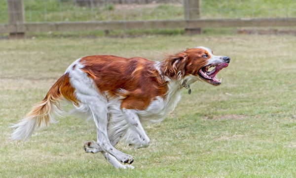 Irish Red & White Setter #2
