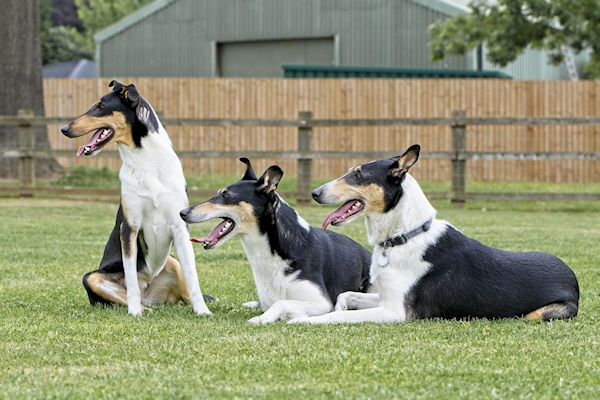 Dogs Relaxing