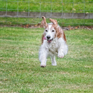 Welsh Springer Spaniel