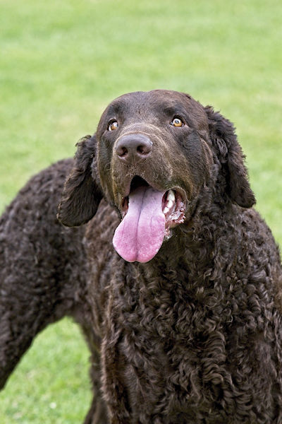 Dog #1