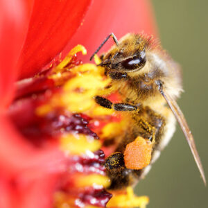 Pollen Covered Bee