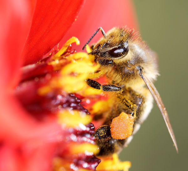 Pollen Covered Bee