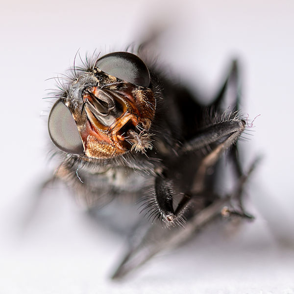 House Fly #1