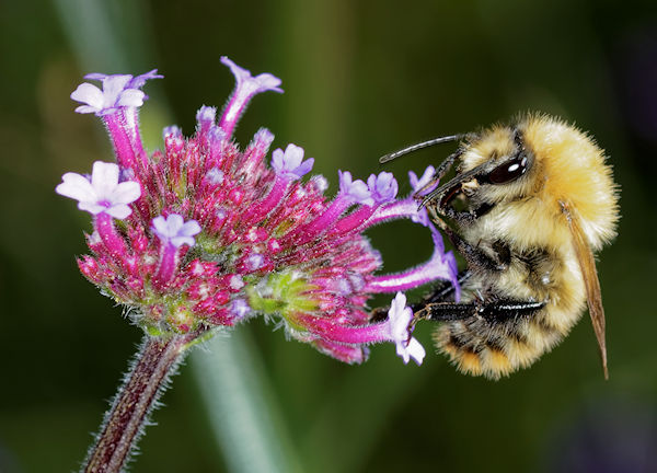Hanging Bee