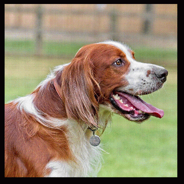 Irish Red & White Setter #3 - Image 3