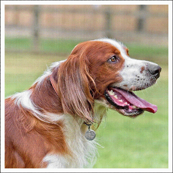 Irish Red & White Setter #3 - Image 2