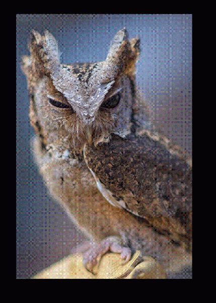 Winking owl - Image 3