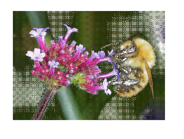 Hanging Bee - Image 3