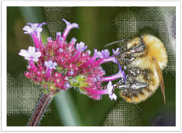Hanging Bee - Image 2
