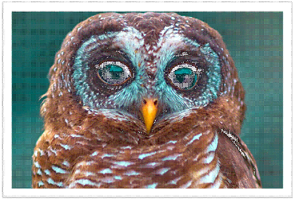 Owl #5 - Image 2