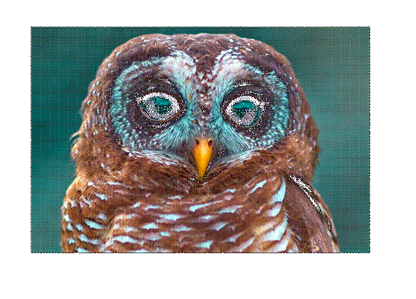 Owl #5 - Image 3
