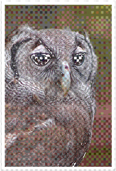 Owl #4 - Image 2