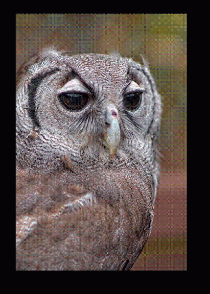 Owl #4 - Image 3