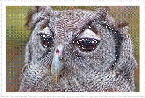 Owl #3 - Image 2