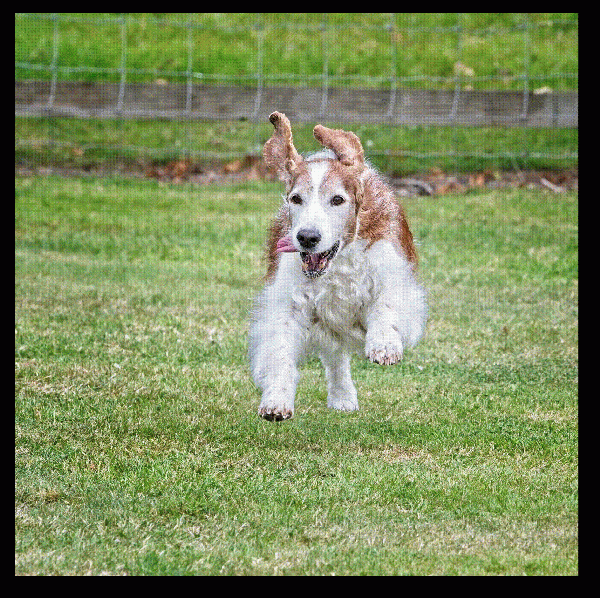 Welsh Springer Spaniel - Image 3