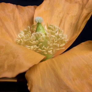 Welsh Poppy #2