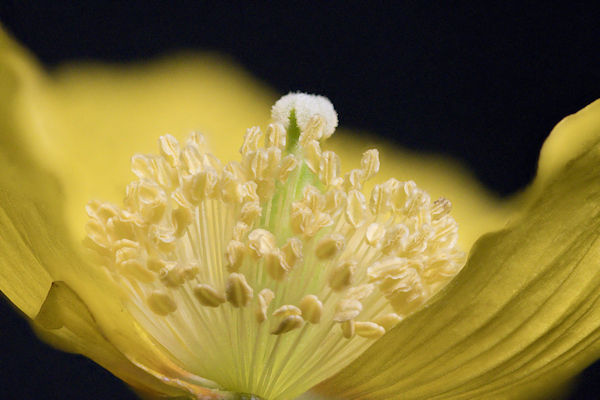 Welsh Poppy #1